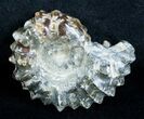 Polished Douvilleiceras Ammonite - Inches #3654-1